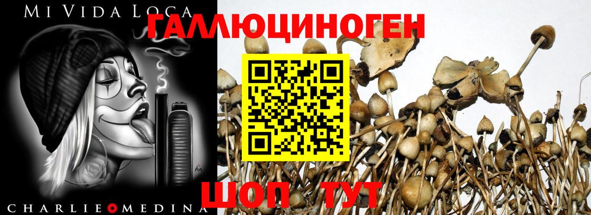 Галлюциногенные грибы GOLDEN TEACHER Вязьма